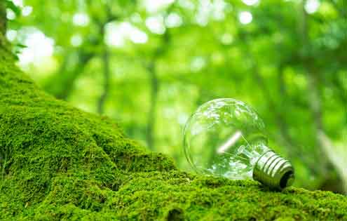 苔むした木と電球